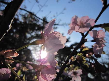 河津桜
