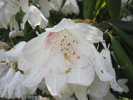 花 1