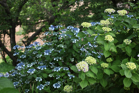 北潟湖畔花菖蒲園 - 18