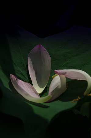 IMGP2161