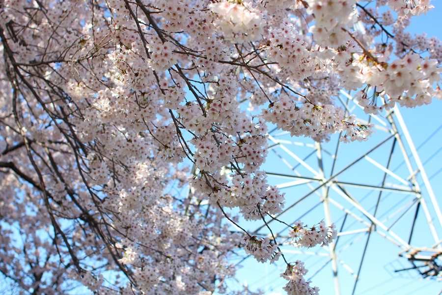 駐輪所の桜 (北八王子)