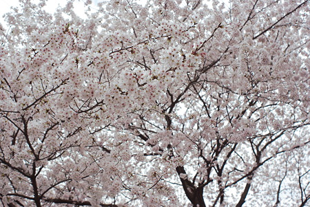 まともな桜の写真も