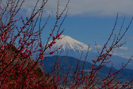 紅梅の後ろの姫