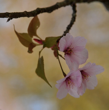 富士山さくらの園8