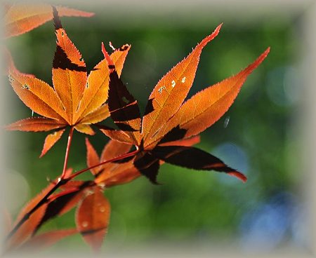 石割神社の紅葉