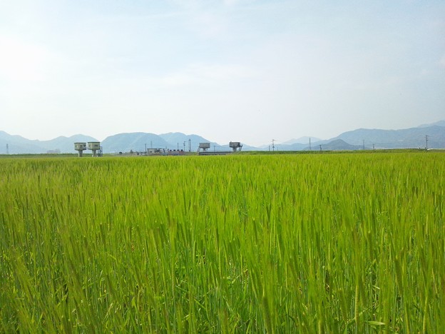 筑紫平野の麦畑