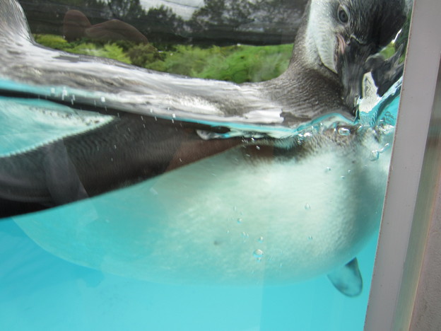 フンボルトペンギン (7)