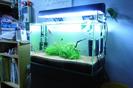 エビ水槽