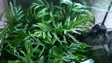 DSCF5034