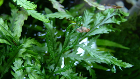 DSCF5040