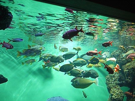 癒される魚