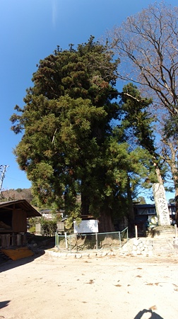 tateisinoosusugi_p2