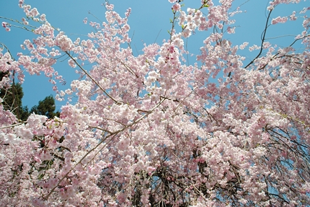 hakosimayuusui19