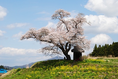 ozawanosakura11