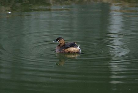 カイツブリ1