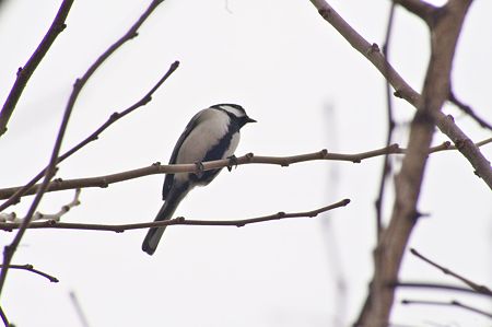 シジュウカラ