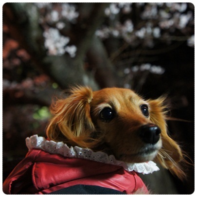 20120408 JURI