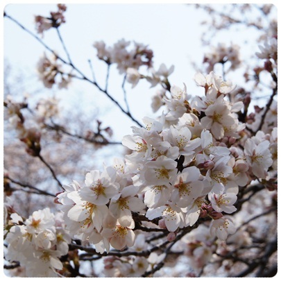 20120409 鞍ケ池公園 桜