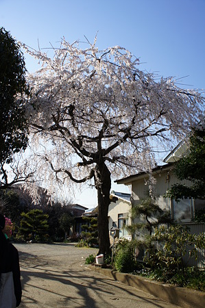 桜の門