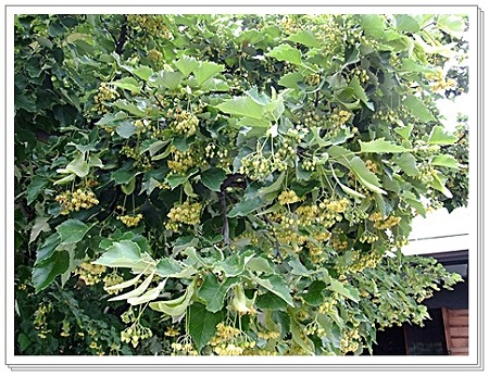 菩提樹