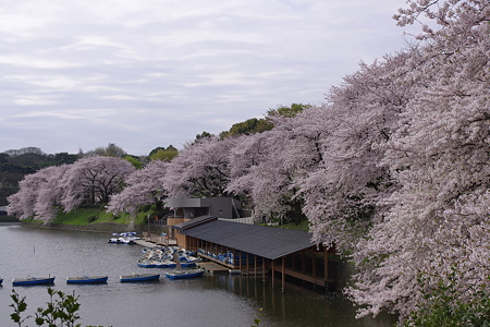 千鳥ヶ淵 (7)