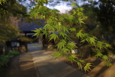 興禅院の春 (6)