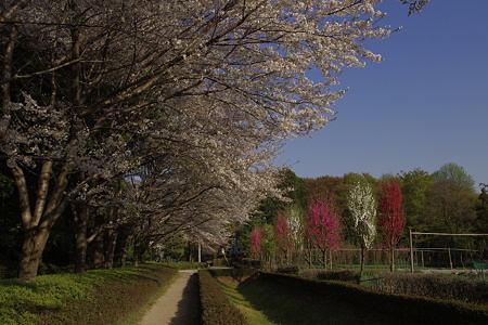 赤山城址の桜 (12)