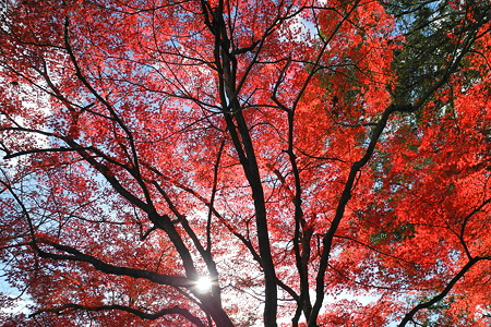 亀山公園の紅葉・7