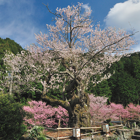 春谷寺のエドヒガン・1