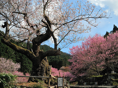 春谷寺のエドヒガン・4