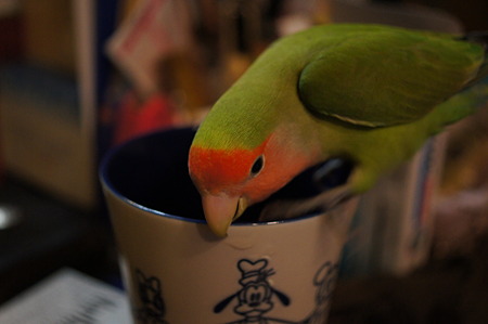 DSC00655