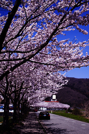 堤防の桜