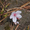 2013/03 夙川公園の桜