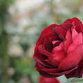 2015年11月1日 雨の中で薔薇
