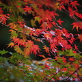 Photos: 『秋の足音。。。』