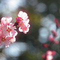 桜の季節